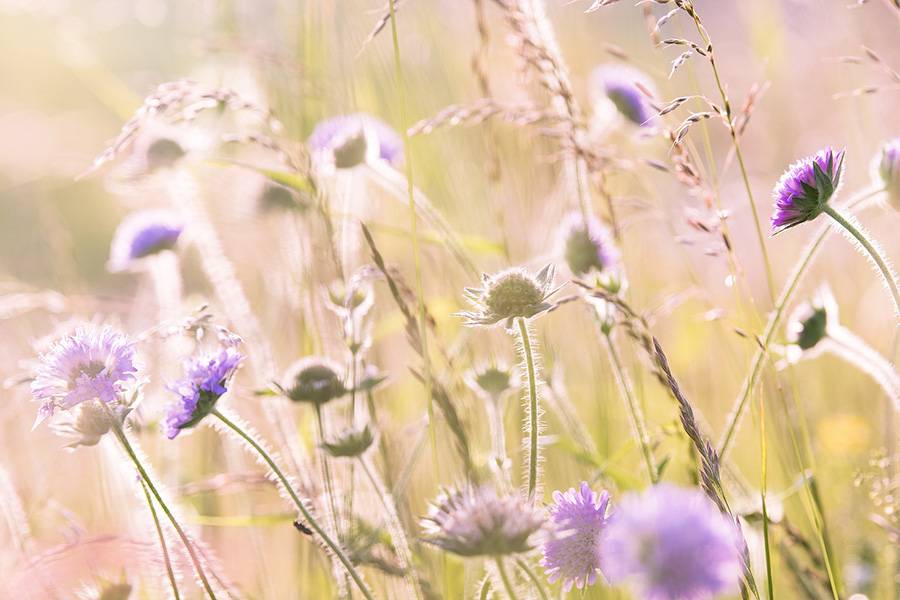 Über mich blumenwiese
